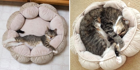 Giường ngủ cute cho chó mèo